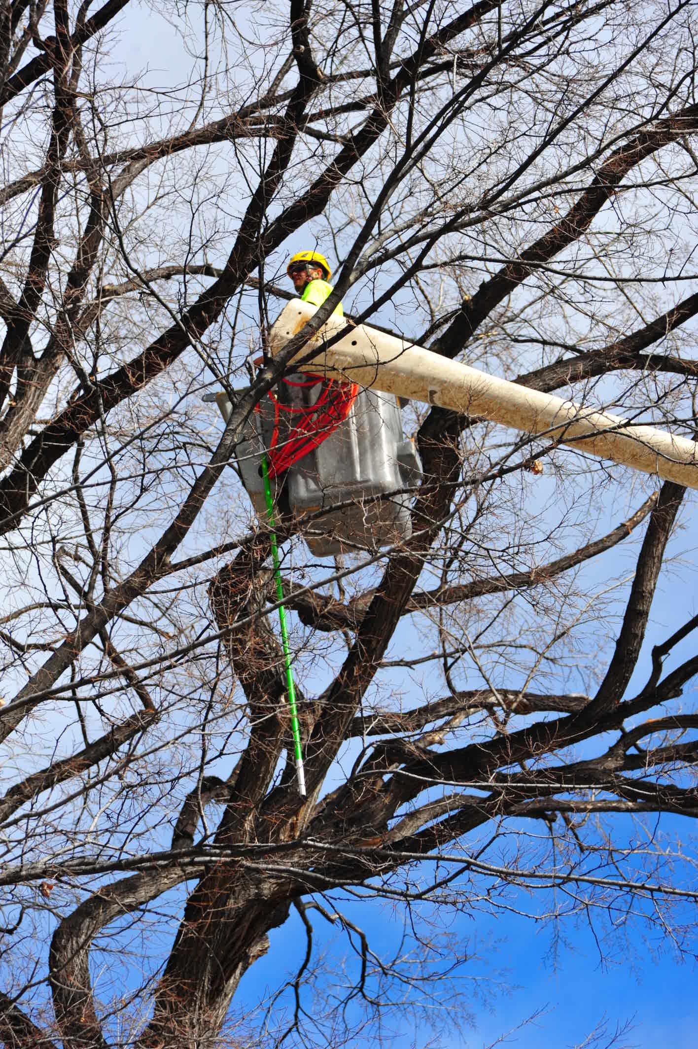 service denver denver tree service serving denver and front range swingle service denver denver tree service serving denver and front range swingle