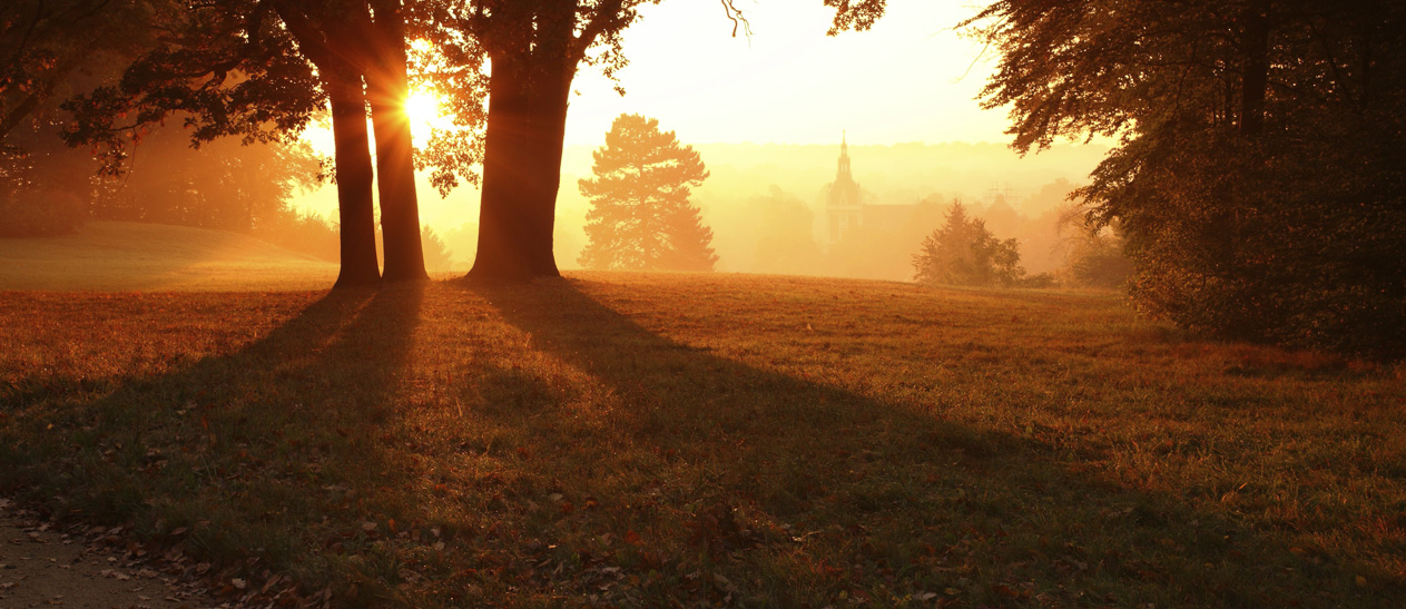 Are Your Trees Getting Enough Water? Swingle Landscape, Lawn Care & Tree Service