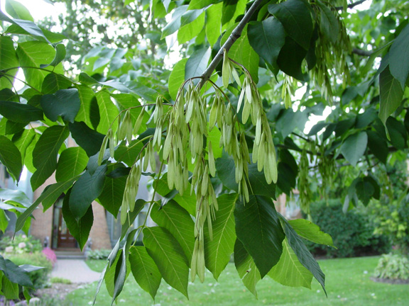 Ash Tree Identification Emerald Borer Denver Swingle Service Ashseeds