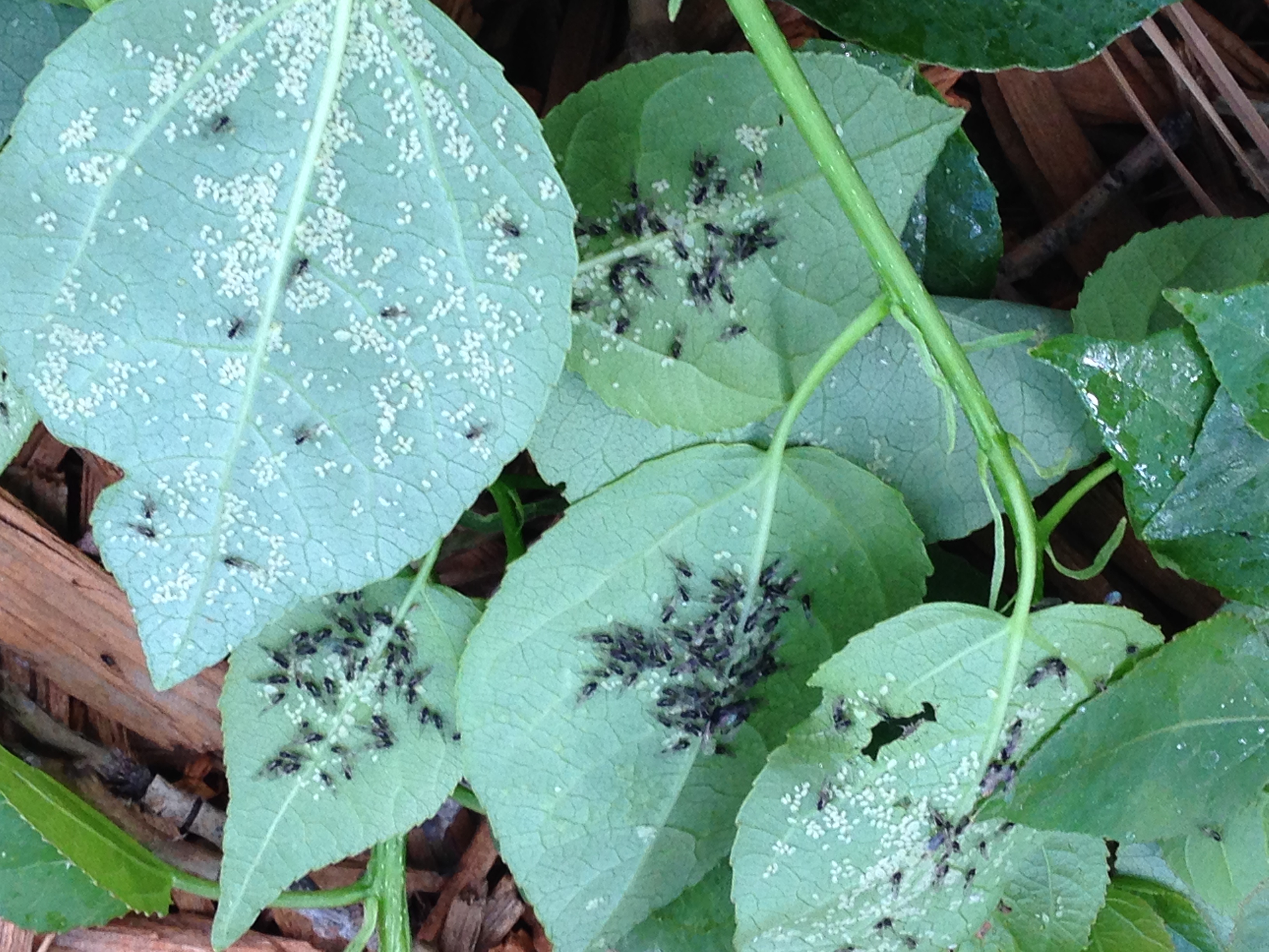 Are Aphids Eating Through Your Leaves Swingle Lawn And Tree Care