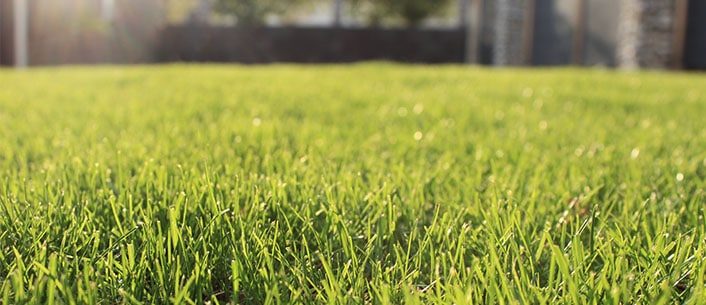 Spring-Lawn-Treatments.jpg