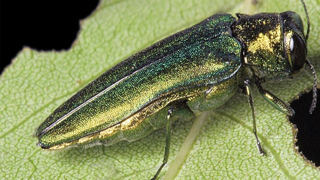ash borer treatment colorado emerald ash borer treatment swingle emerald ash borer treatment