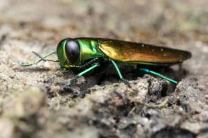 Emerald Ash Borer Spraying Emerald Ash Borer Beetle and Treatment