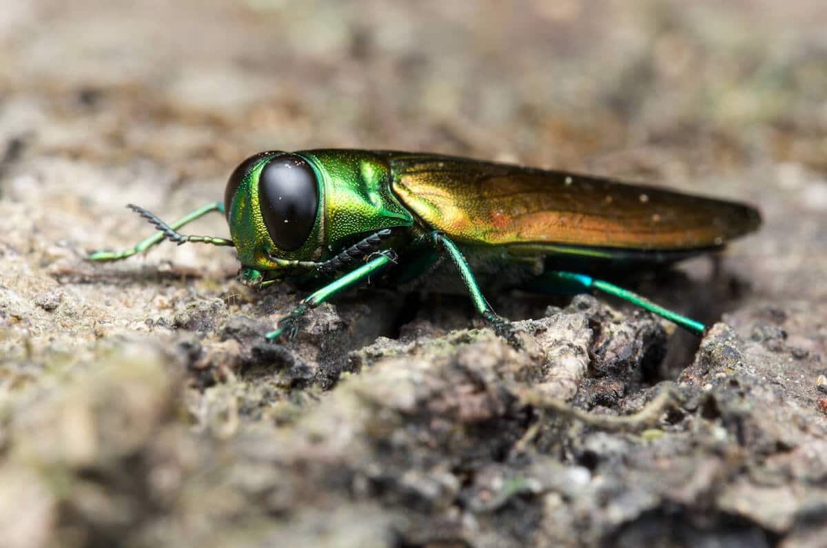 emerald ash borer treatment eab beetle emeral ash emerald ash borer facts